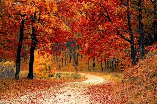 podzimní listnatý les