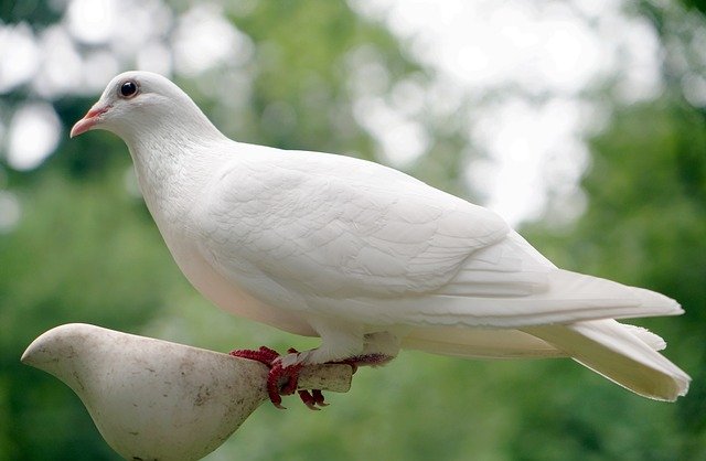 Bílá holubice